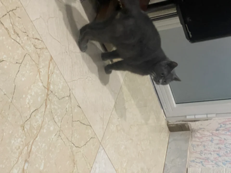 mèo anh lông ngắn màu xám