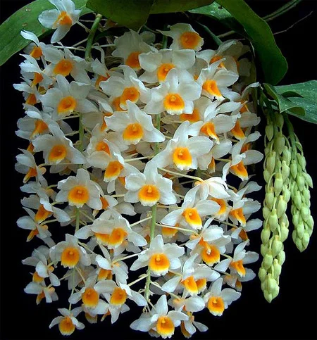 Cần mua 1 chậu thuỷ tiên tầm 3 triệu chơi tết ạ