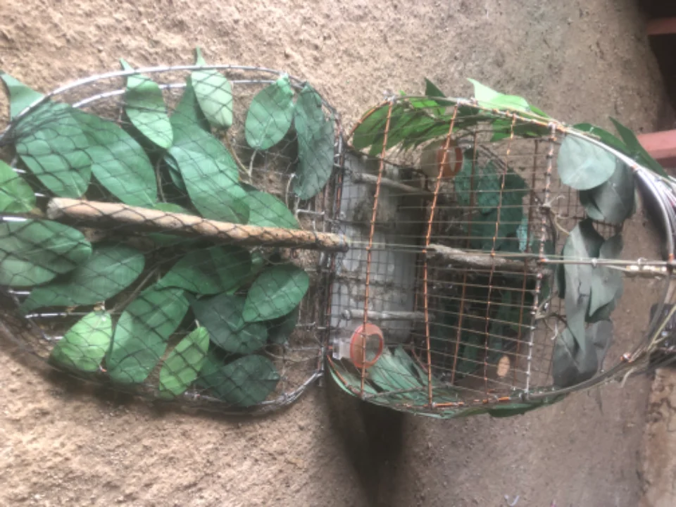 Lồng bẫy tiểu mi