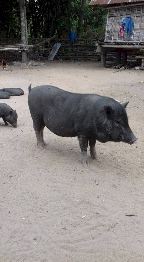 Cần mua heo mọi giống