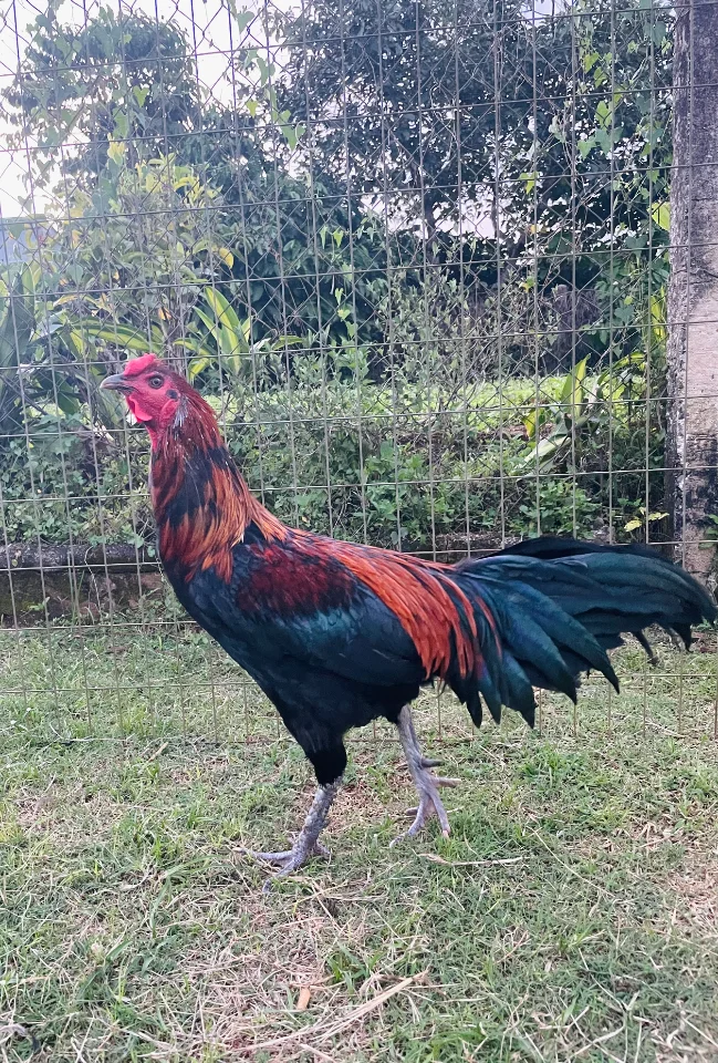 Gà lông 3k7