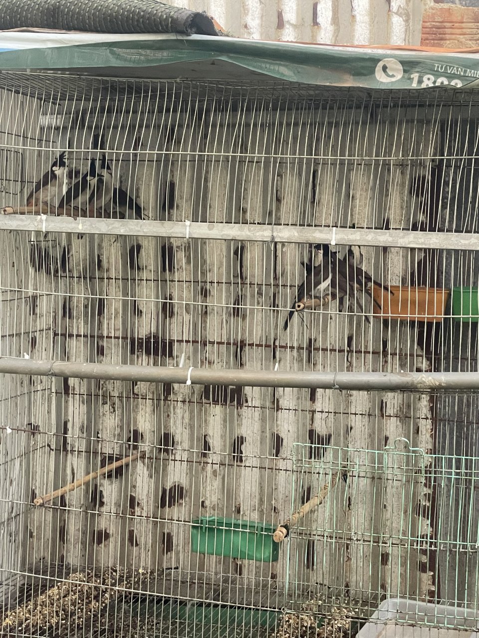 Thanh lý 10c chào mào avi