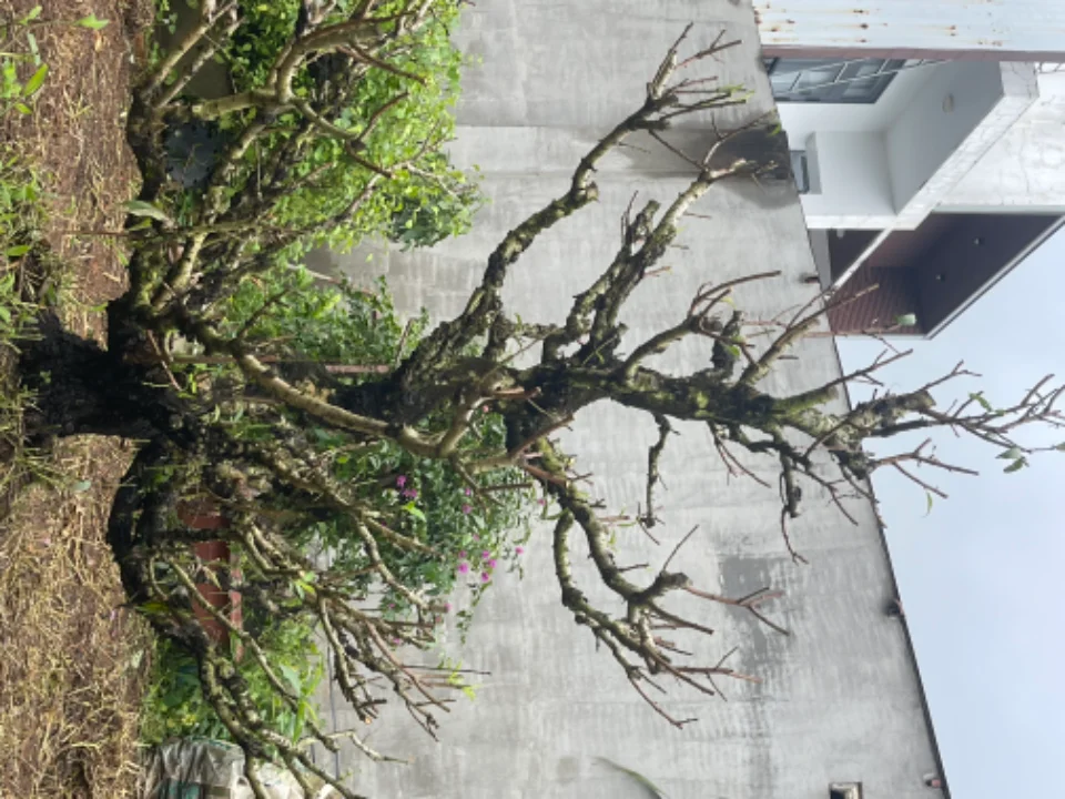 cây đào chơi tết