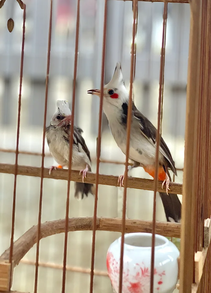 Đầu trắng cánh tiên 2tuần tuổi