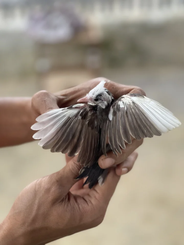 IMG_7779.webp