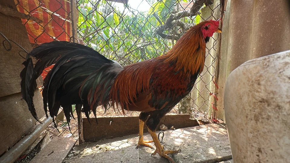 2kg9 trạng trên 3kg, cựa nhật nguyệt