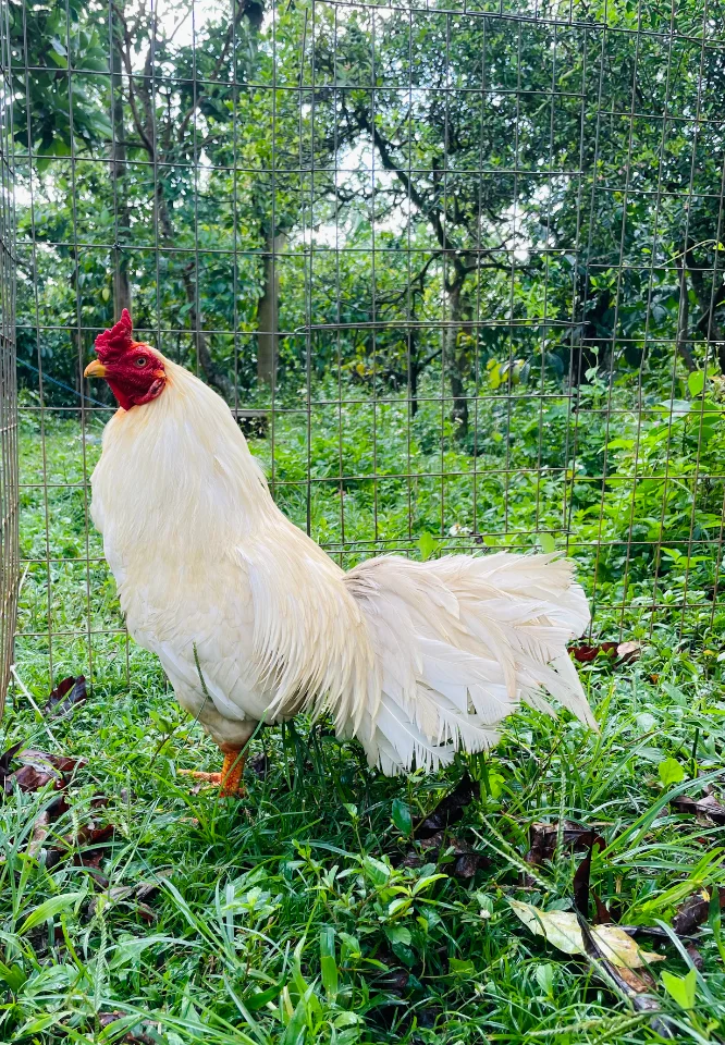 Ae cần gà cản mái 2k8 bổn tốt