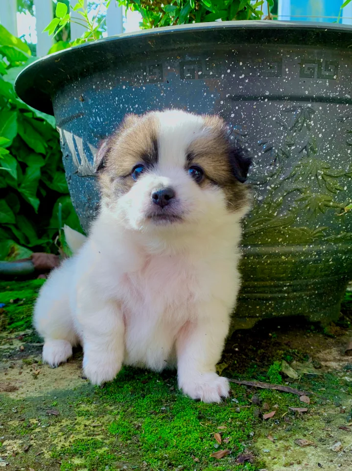 Cún Nhật giá 500k