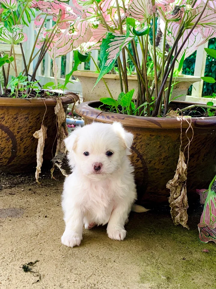 Cún Nhật lông xù