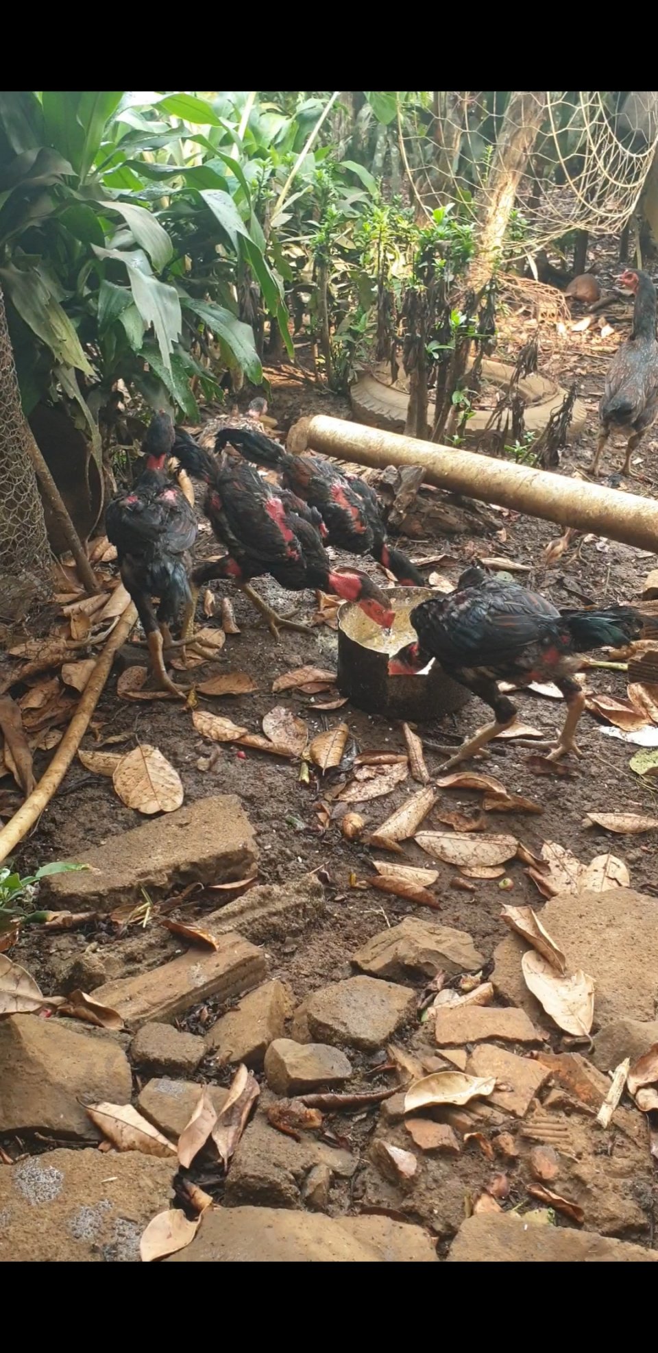 Screenshot_20240402-075149_Video Player.jpg