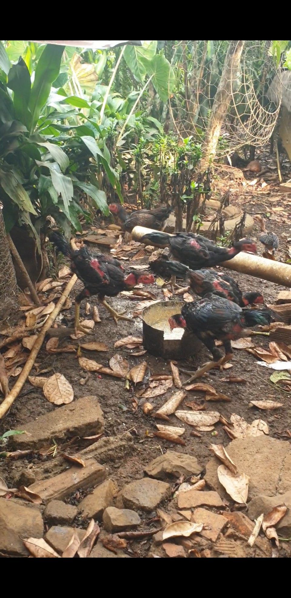 Screenshot_20240402-075216_Video Player.jpg