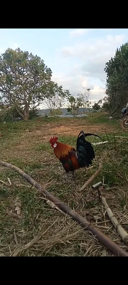 Gà lai rừng giao lưu gà lông