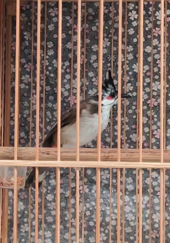 Chào mào bông rừng