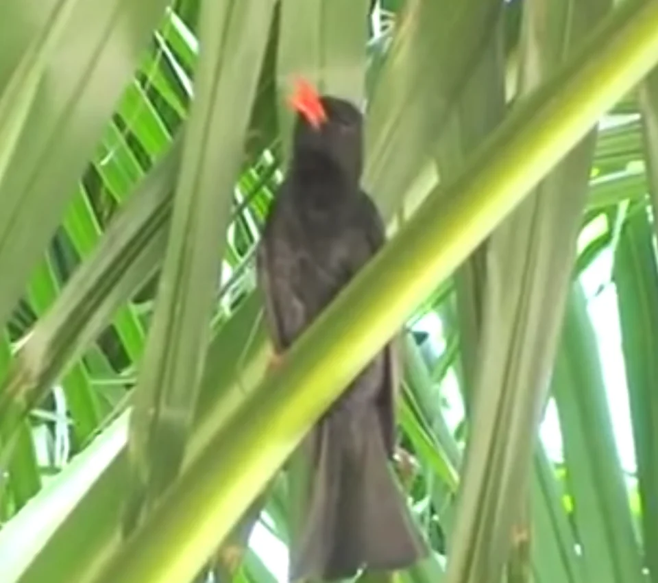 Mua chèo bẻo mỏ đỏ