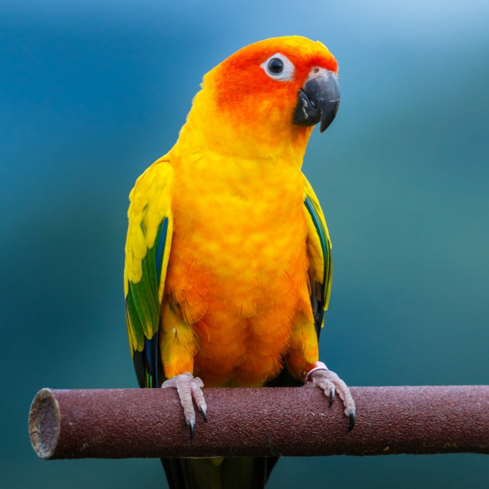 sun-conure-1.jpg