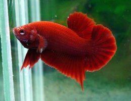 bla-betta super-red.jpg