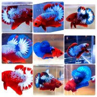 bla-betta-red-fancy.jpg