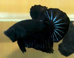 BLA-Betta-Super-Black.jpg