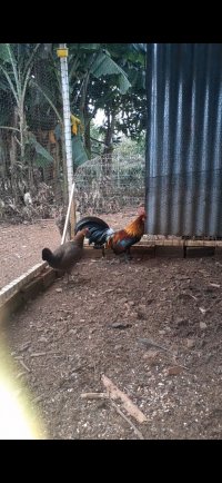 Screenshot_20230629-175237_Video Player.jpg