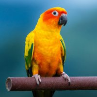 sun-conure-1.jpg