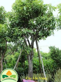 cay-loc-vung-01-ccsg6.jpg