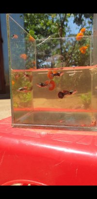 Screenshot_20240315-205317_Video Player.jpg