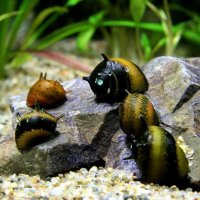 blaquarium-com-oc-ve-sinh-kinh-chi-ho-kinh1.jpg