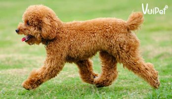 cho-san-vit-poodle-1.jpg