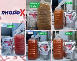 RHODO X ủ.jpg