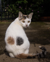 Screenshot 2025-10-21 at 08.27.54.png