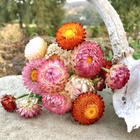 hat-giong-hoa-bat-tu (1).jpg