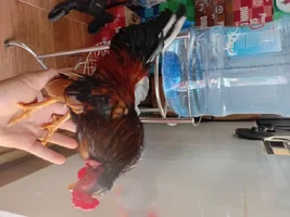 1000001010.webp