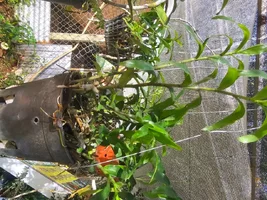 1000001509.webp