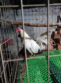 1000009731.webp
