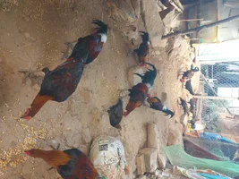 20260616_152655.webp