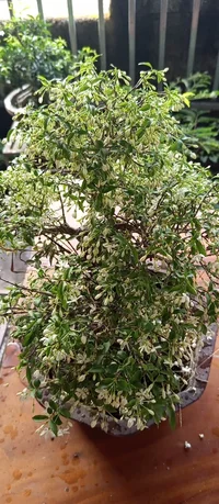 1000001760.webp