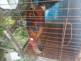 1000006087.webp