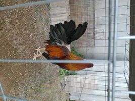 1000010941.webp