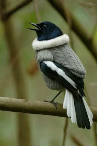 1000001162.webp