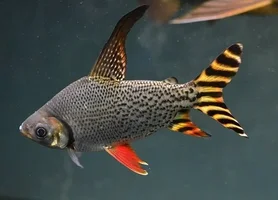 cach-nuoi-ca-phi-phung.webp