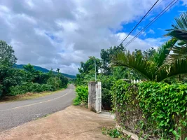 QUỸ ĐẤT VEN ĐÀ LẠT 520M² – MẶT TIỀN 14M NỞ HẬU, CÁCH ĐƯỜNG NHỰA CHỈ VÀI BƯỚC CHÂN (1).webp