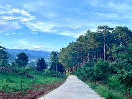 SÁT RỪNG THÔNG VEN ĐÀ LẠT – QUỸ ĐẤT 1.000M² HIẾM GẶP GIỮA KHÔNG GIAN NGHỈ DƯỠNG (2).webp
