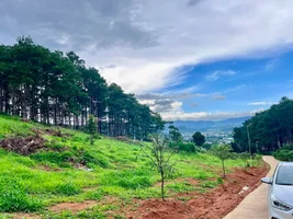 SÁT RỪNG THÔNG VEN ĐÀ LẠT – QUỸ ĐẤT 1.000M² HIẾM GẶP GIỮA KHÔNG GIAN NGHỈ DƯỠNG (1).webp