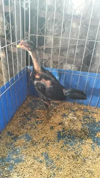 1000061169.webp