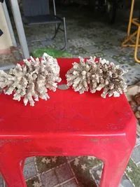 1000016192.webp