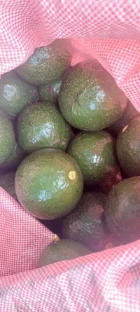 1514.webp