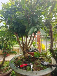1000019966.webp
