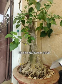 1000020001.webp