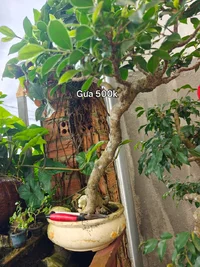 1000020005.webp