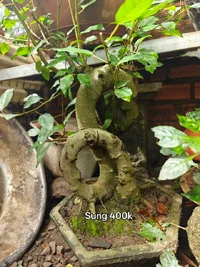 1000019994.webp